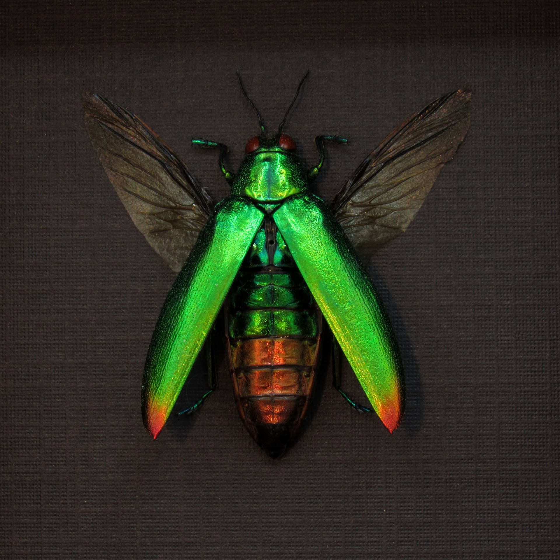 Real metallic beetle framed taxidermy - Chrysochroa aurora