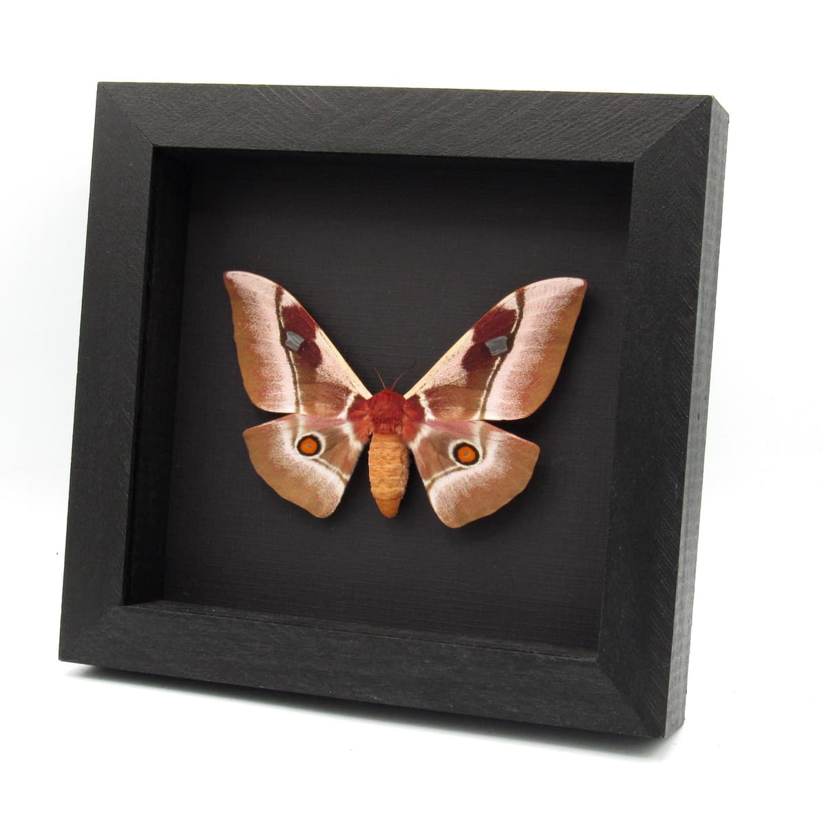 Real Pink African Emperor moth framed taxidermy - Bunaea alcinoe - female