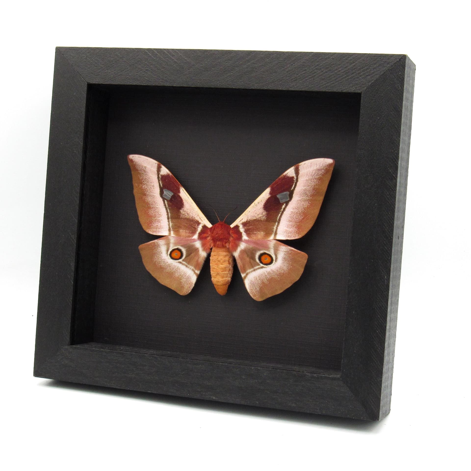 Real Pink African Emperor moth framed taxidermy - Bunaea alcinoe - female