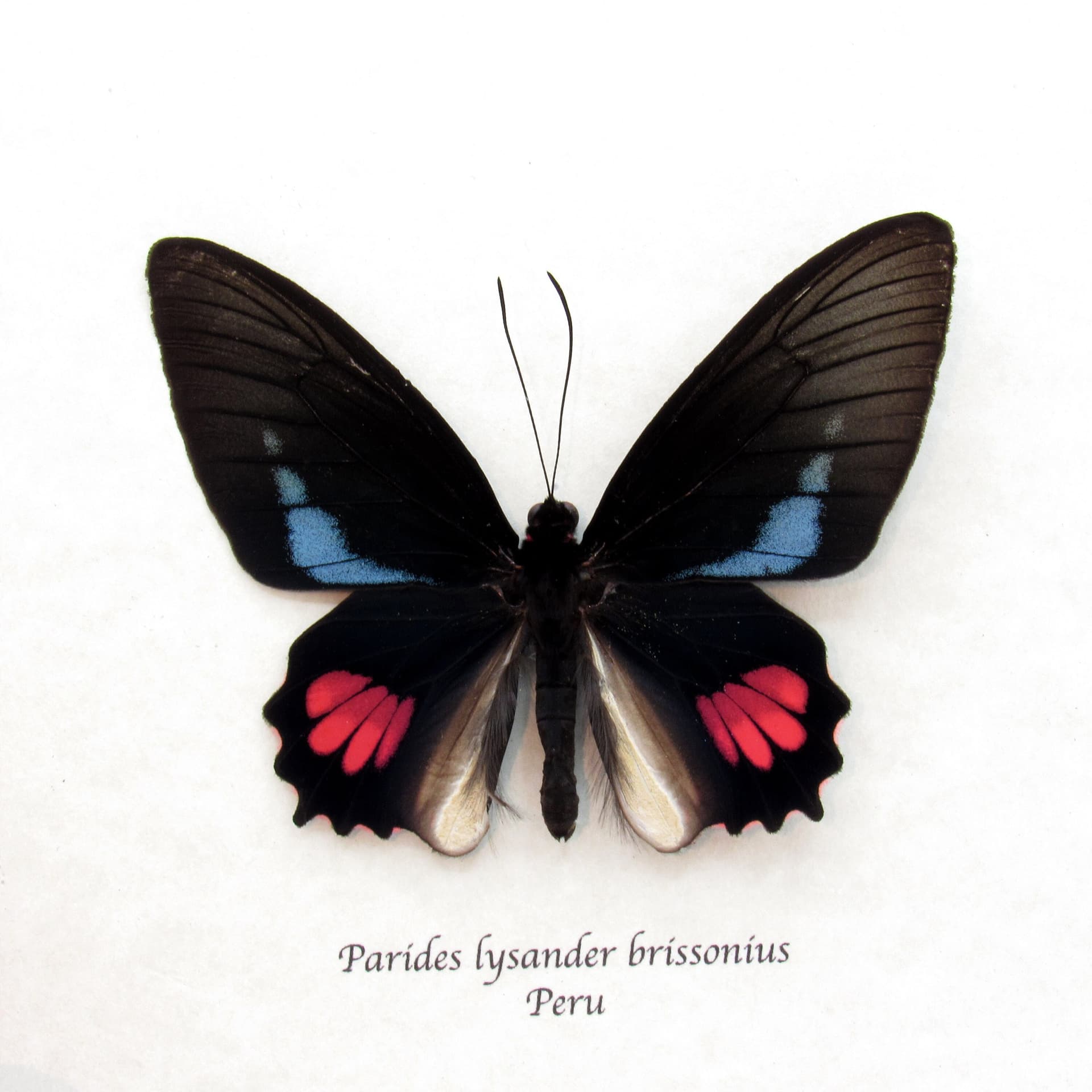 Real blue Cattleheart butterfly framed taxidermy - Parides lysander brissonius