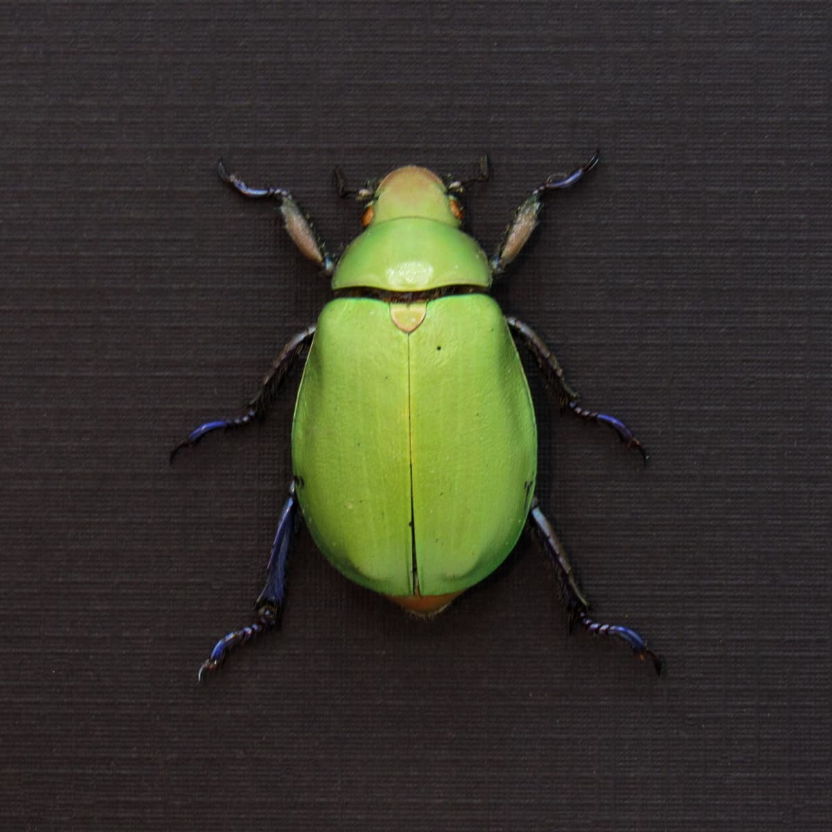 Large green Scarab beetle framed taxidermy - Chrysina erubescens