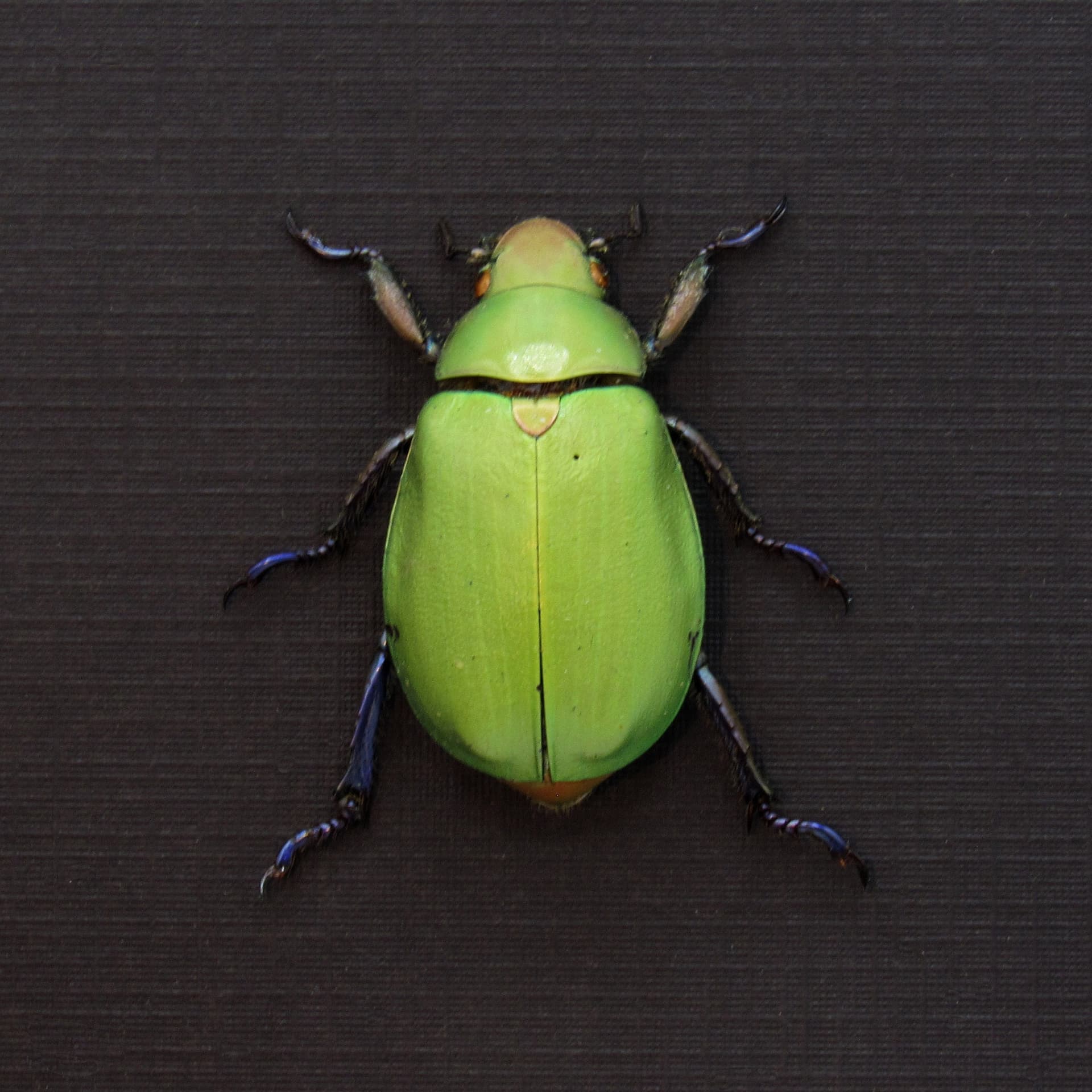 Large green Scarab beetle framed taxidermy - Chrysina erubescens