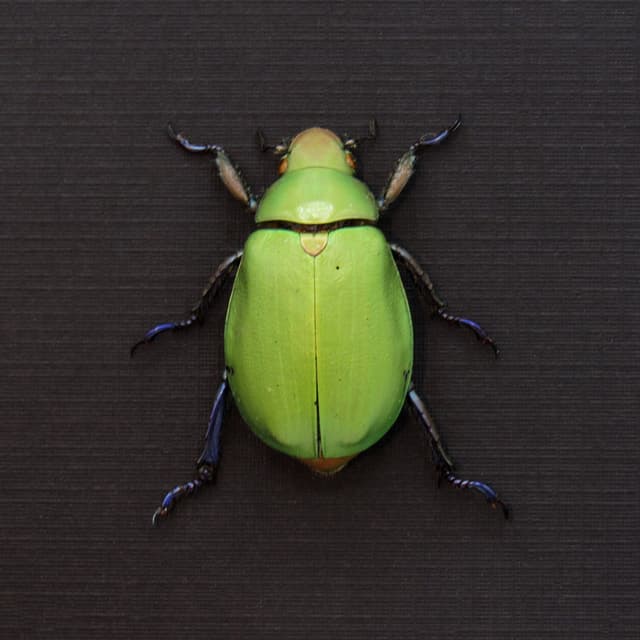 Large green Scarab beetle framed taxidermy - Chrysina erubescens