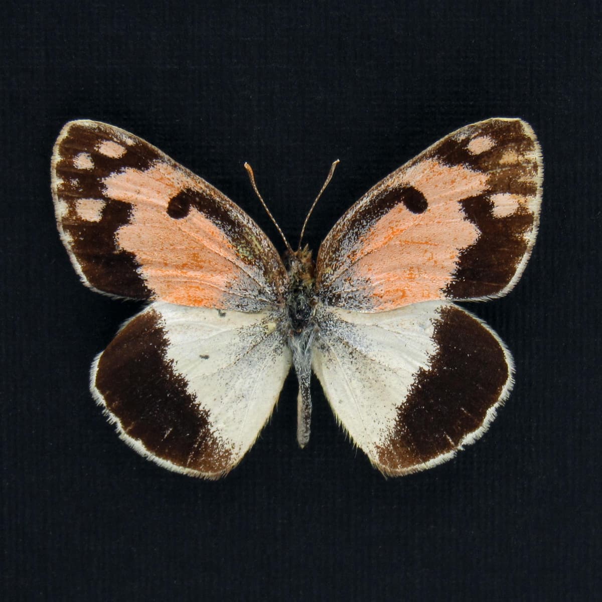 Rare pink Spotted Arab butterfly framed taxidermy - Colotis phisadia