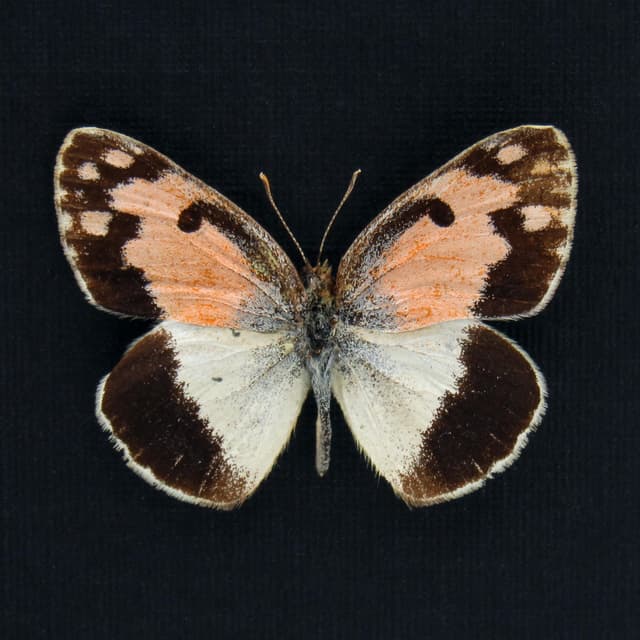Rare pink Spotted Arab butterfly framed taxidermy - Colotis phisadia