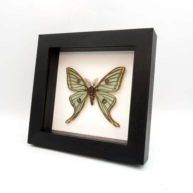 Rare XL Spanish Moon moth framed taxidermy - Graellsia isabellae