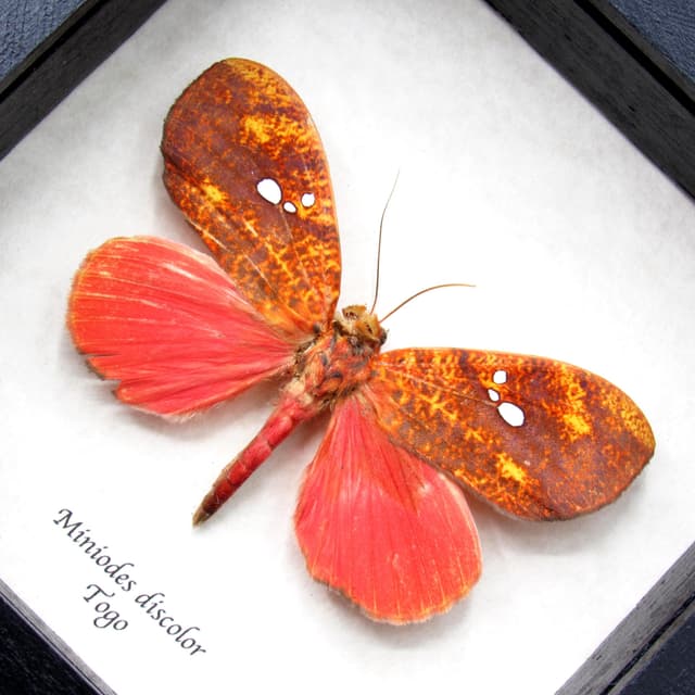 Rare hot pink fruit sucking moth framed taxidermy - Miniodes discolor - minor damage