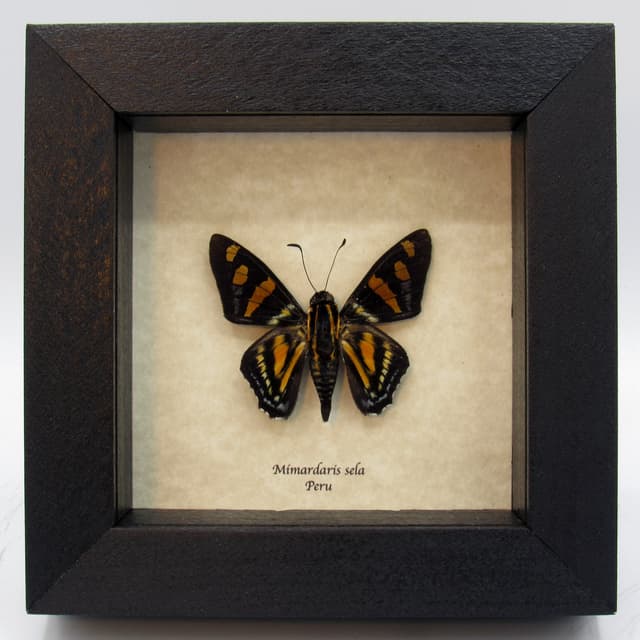 Rare Sela Skipper butterfly framed taxidermy - Mimardaris sela