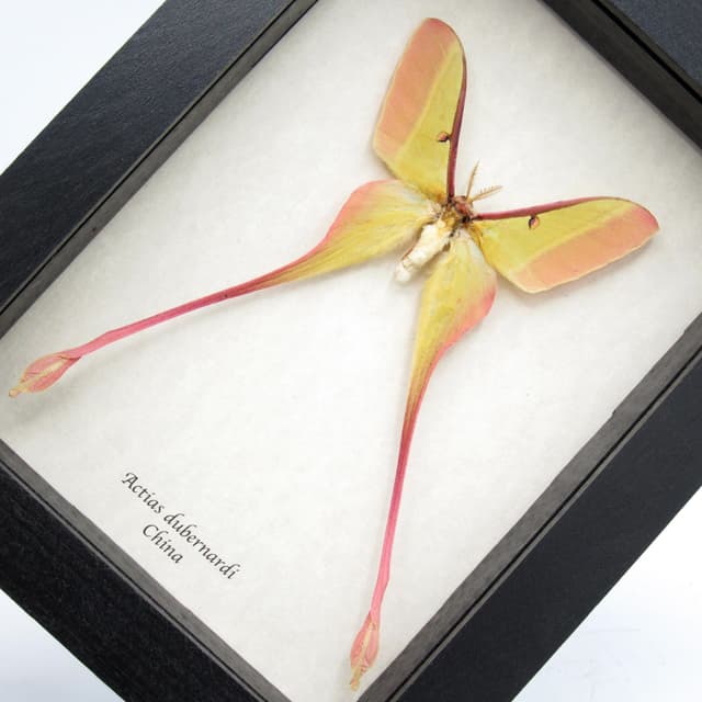Rare pink Chinese Moon Moth framed taxidermy - Actias dubernardi