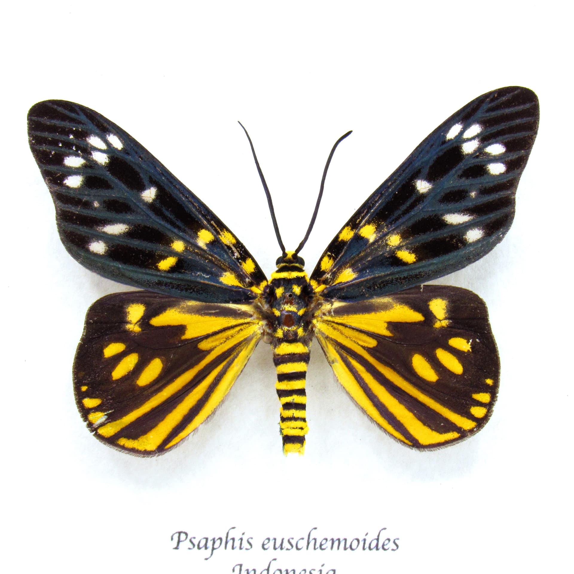 Rare yellow metallic Day Moth framed taxidermy - Psaphis euschemoides
