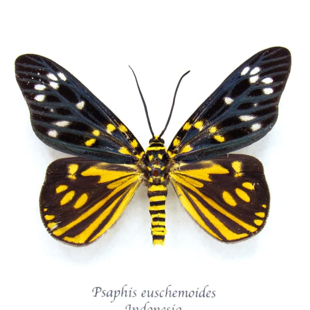 Rare yellow metallic Day Moth framed taxidermy - Psaphis euschemoides