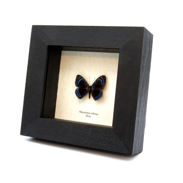 Rare blue Metalmark butterfly framed taxidermy - Mesosemia orbona - minor damage