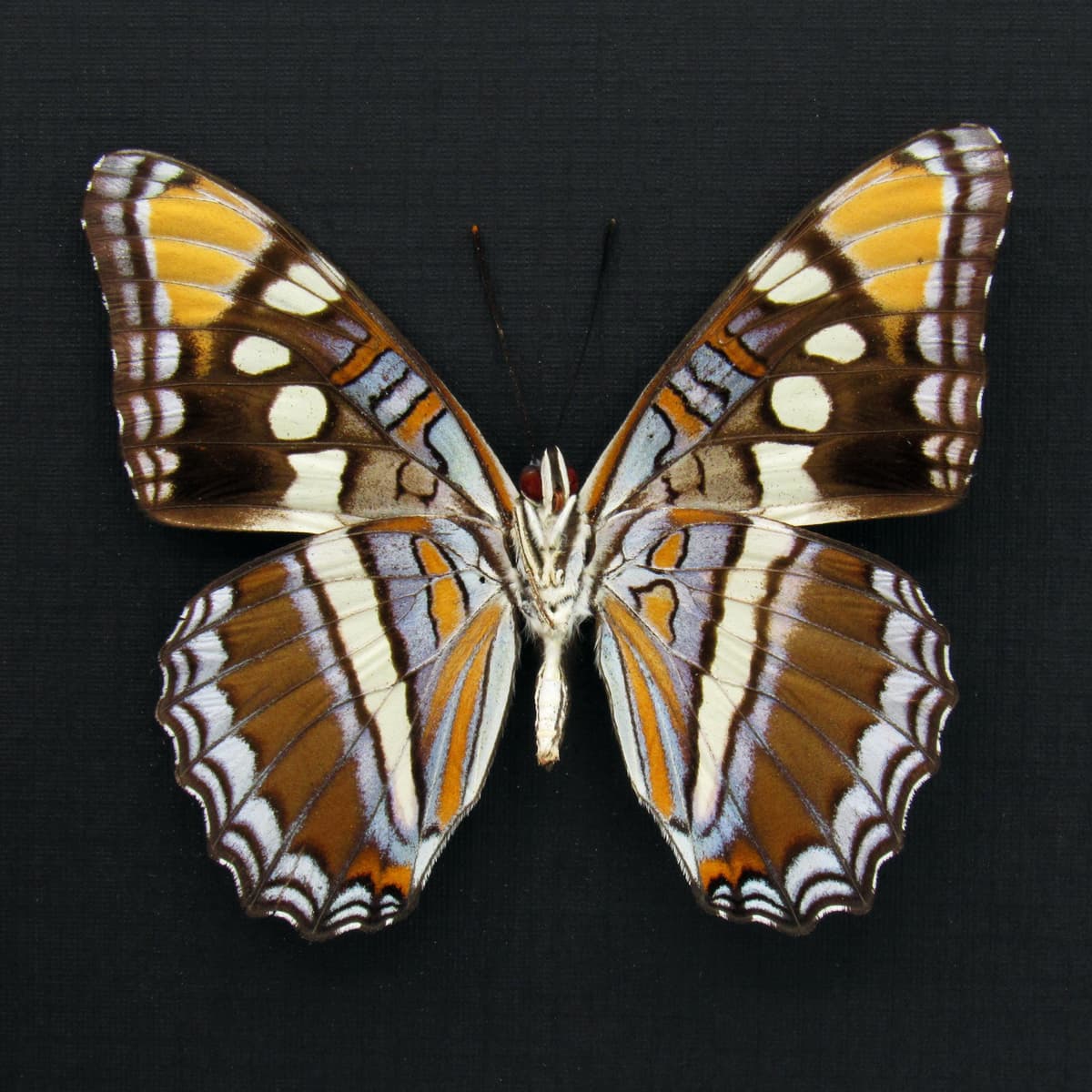 Real lavender Arizona Sister butterfly- Adelpha eulalia