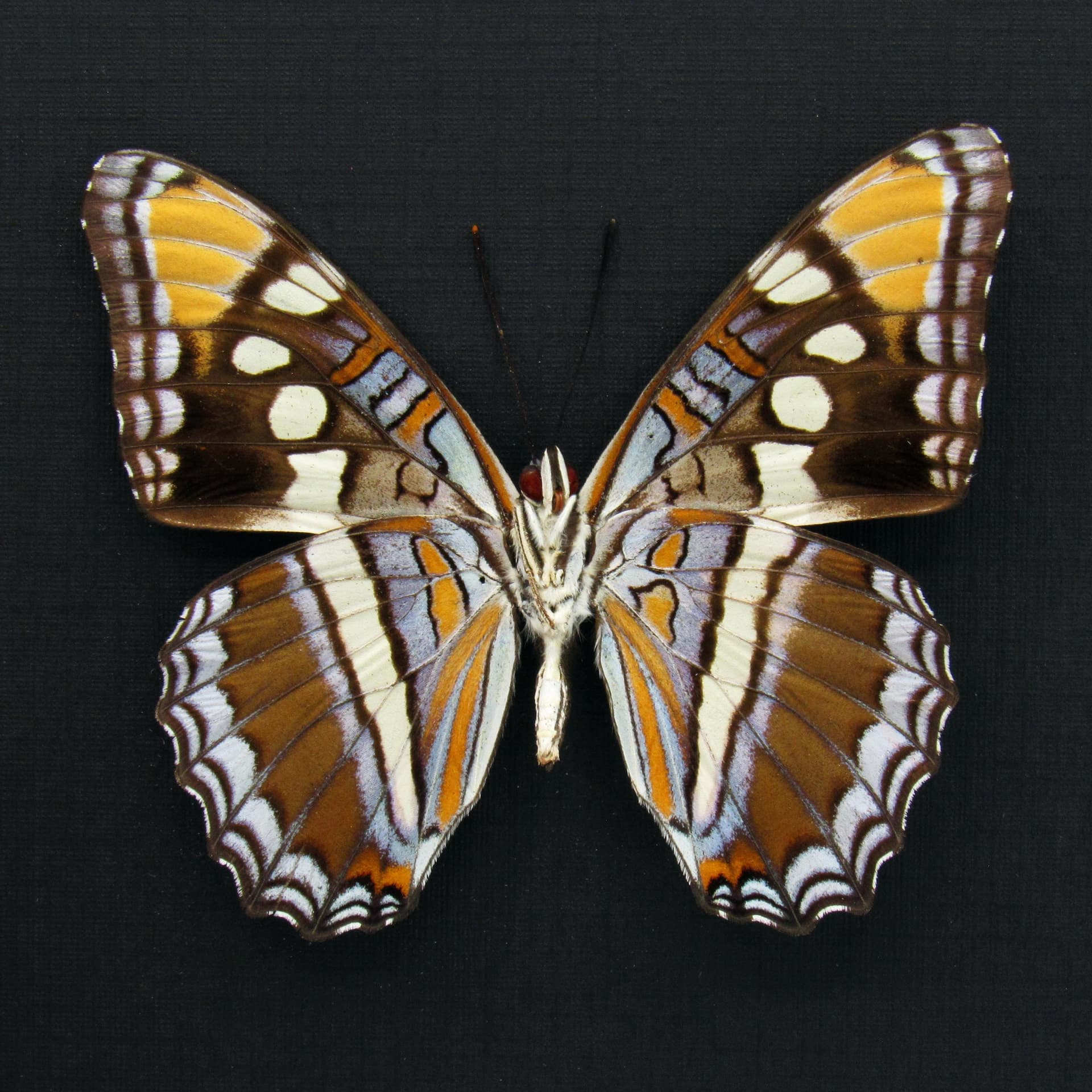 Real lavender Arizona Sister butterfly- Adelpha eulalia