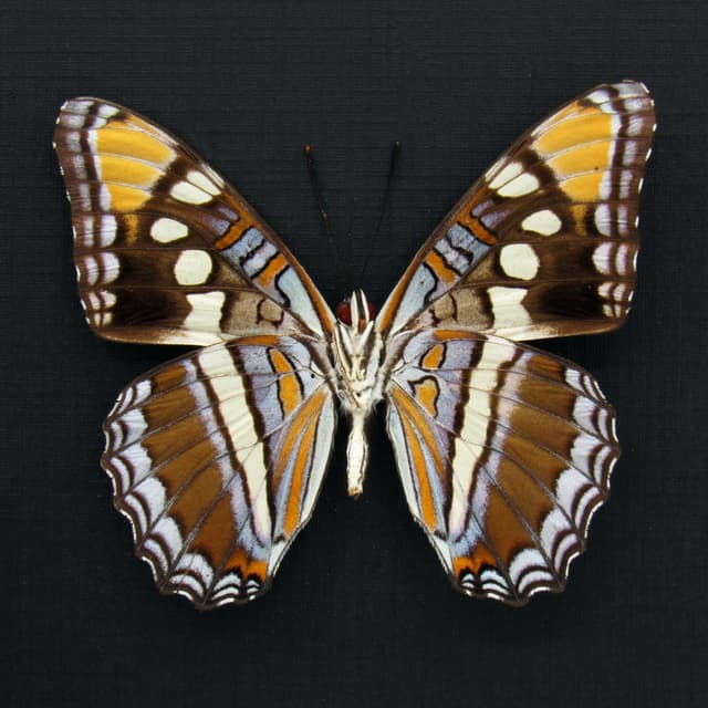Real lavender Arizona Sister butterfly- Adelpha eulalia