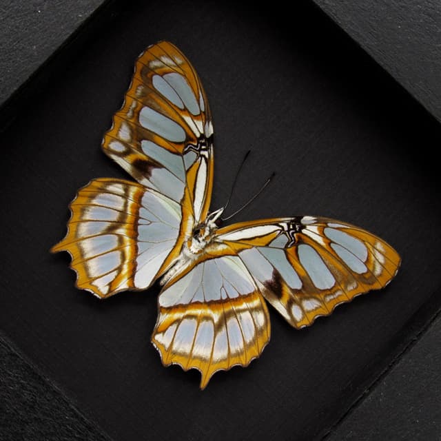 Real Malachite Glider butterfly framed taxidermy - Victorina stelenes