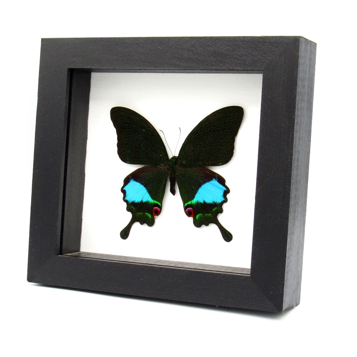 Large Jungle Jade butterfly framed taxidermy - Papilio karna
