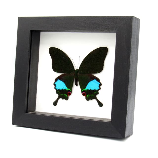 Large Jungle Jade butterfly framed taxidermy - Papilio karna