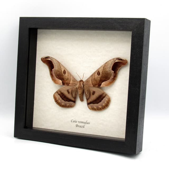 Rare Giant Saturn moth framed taxidermy - Caio romulus