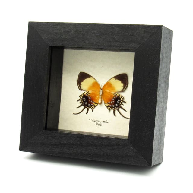 Rare Metalmark butterfly framed taxidermy - Helicopis gnidus - female