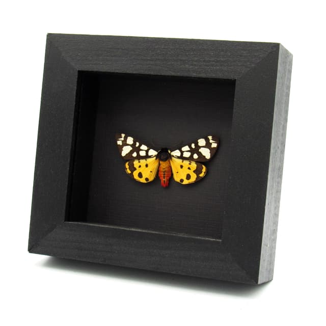 Real Tiger moth framed taxidermy - Arctia villica