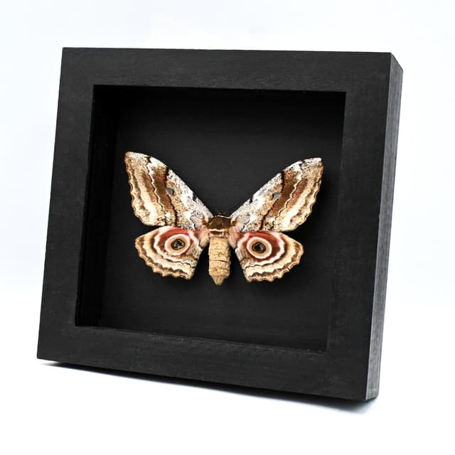 Real pink Speckled Emperor moth framed taxidermy - Gynanisa maja - female