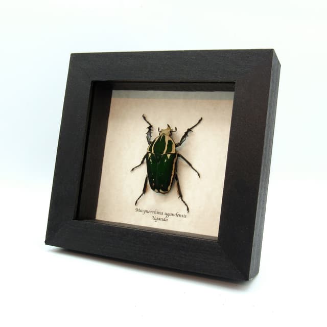 Large Scarab beetle framed taxidermy - Mecynorrhina ugandensis - green form