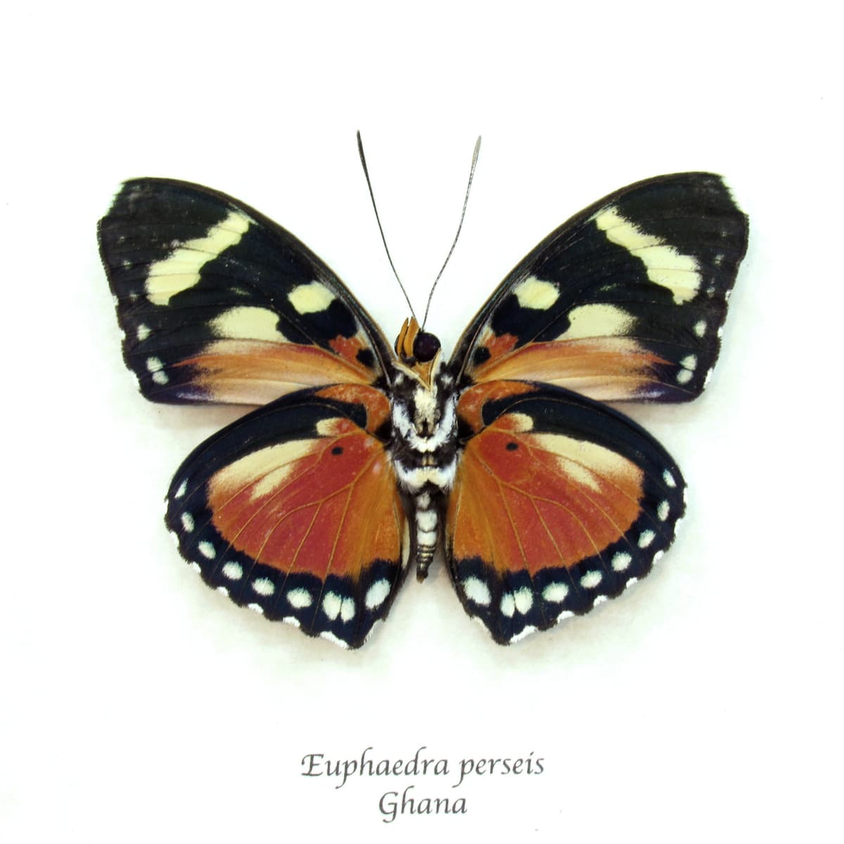 Rare Perseis Mimic Forester butterfly framed taxidermy - Euphaedra perseis