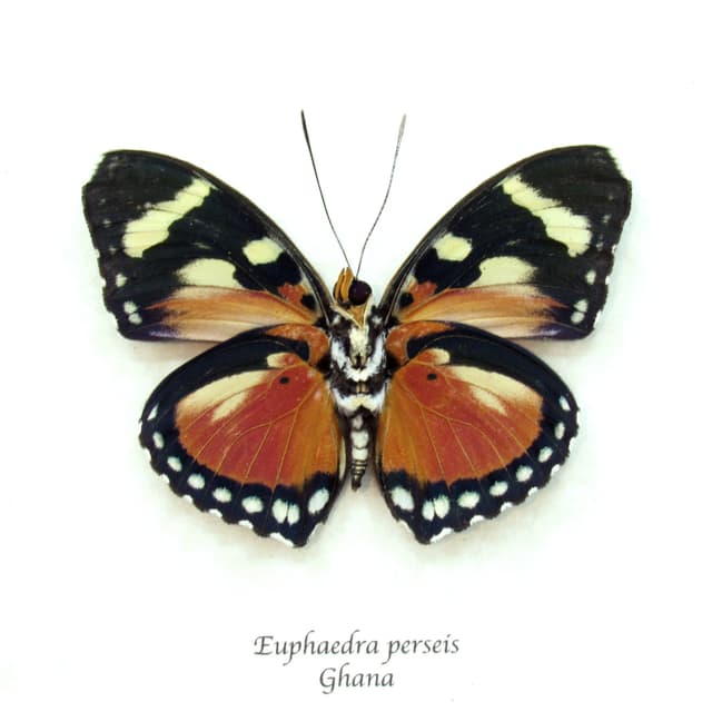 Rare Perseis Mimic Forester butterfly framed taxidermy - Euphaedra perseis