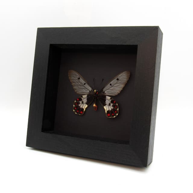 Real Clearwing Swallowtail butterfly framed taxidermy - Cressida cressida