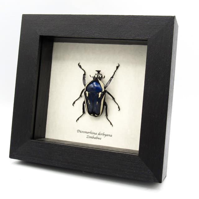 Real Scarab beetle framed taxidermy - Dicronorhina derbyana - large blue form
