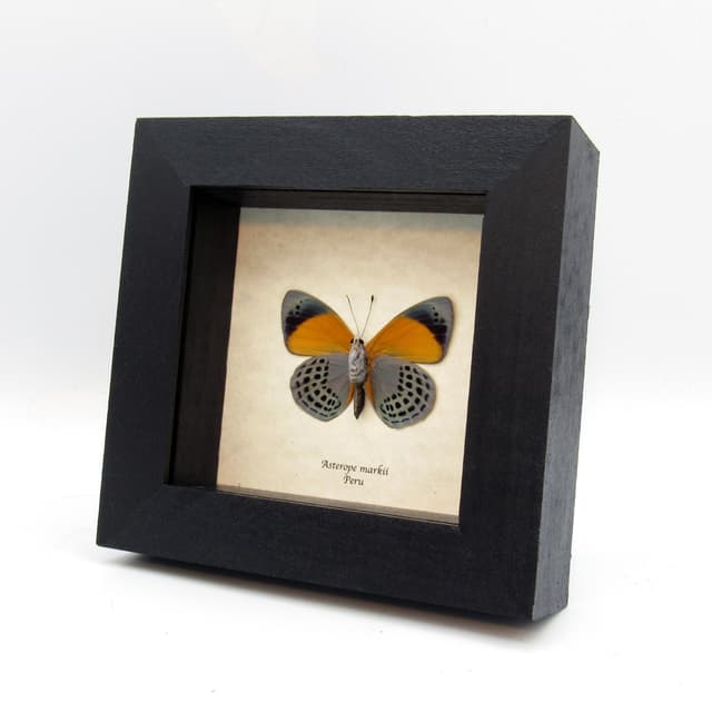 Real butterfly framed taxidermy - Asterope markii
