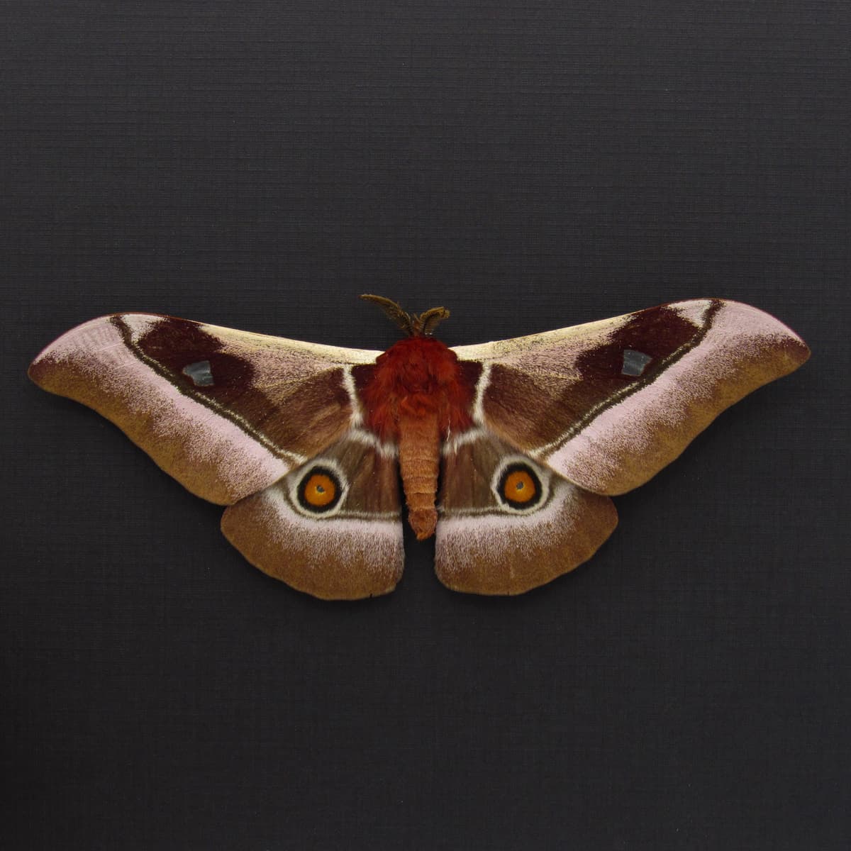 Real Pink African Emperor moth framed taxidermy - Bunaea alcinoe - Victorian mount