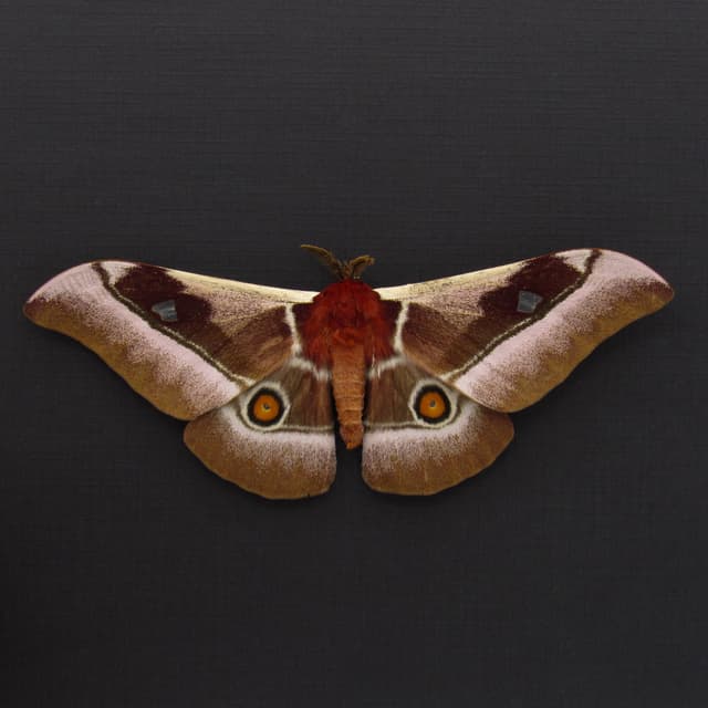 Real Pink African Emperor moth framed taxidermy - Bunaea alcinoe - Victorian mount