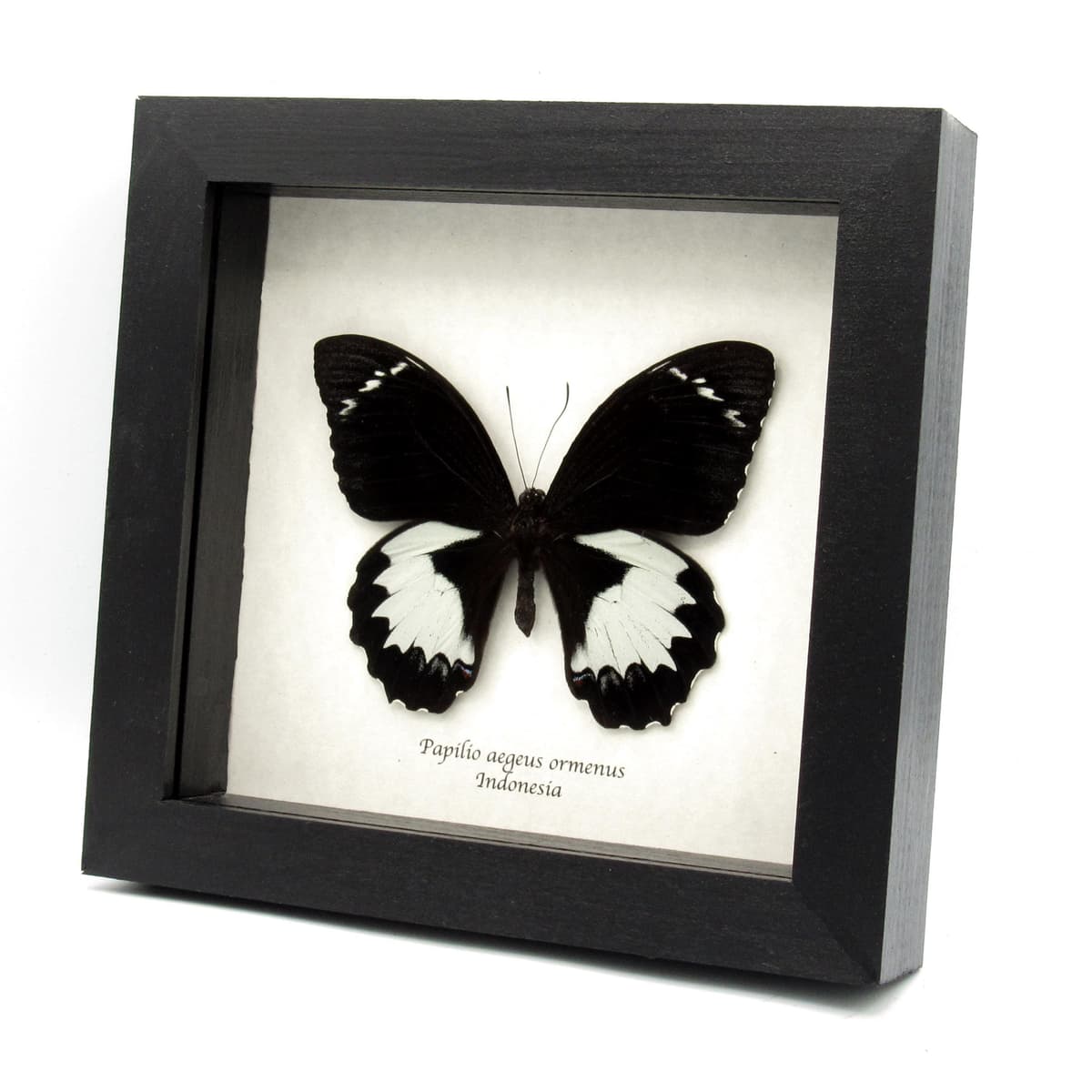 Real large black Orchard Swallowtail butterfly framed taxidermy - Papilio aegeus ormenus