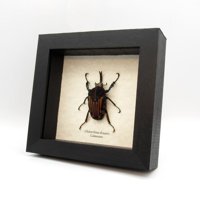 Rare African Scarab beetle framed taxidermy - Chelorrhina kraatzi - large size