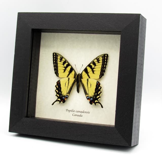Real yellow Canadian Tiger butterfly framed - Papilio canadensis