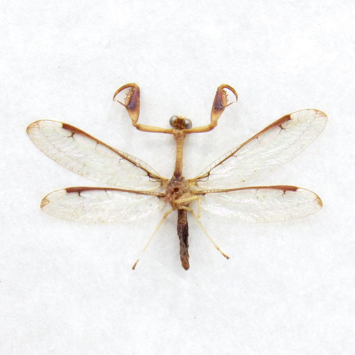 Real tiny Mantidfly framed specimen - Dicromantispa interrupta