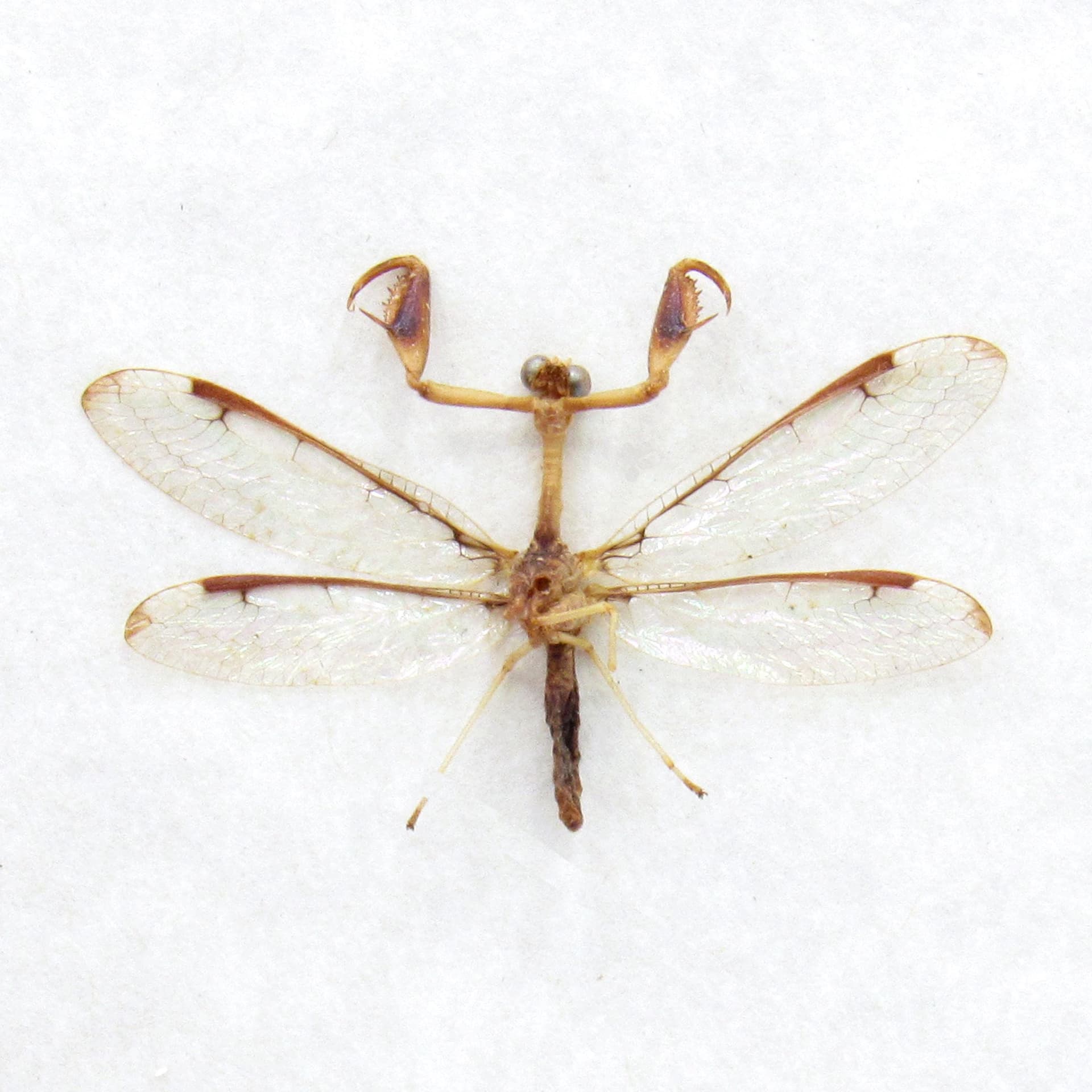 Real tiny Mantidfly framed specimen - Dicromantispa interrupta