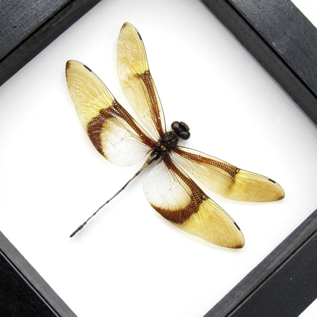Rare Giant Golden Dragonfly framed taxidermy - Chlorogomphus caloptera - 4.85 inch wingspan