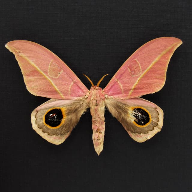 Very rare real pink Saturn moth framed taxidermy - Leucanella flammans - minor damage
