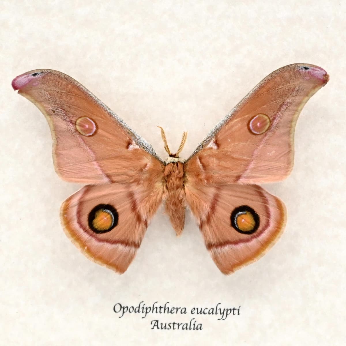 Rare Australian Emperor Gum moth framed taxidermy - Opodiphthera eucalypti