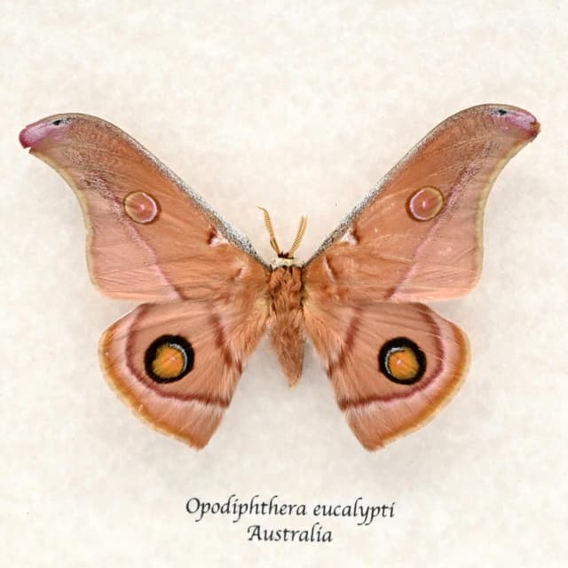 Rare Australian Emperor Gum moth framed taxidermy - Opodiphthera eucalypti