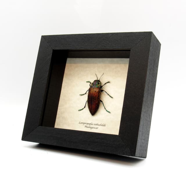 Real purple four eyed beetle framed taxidermy - Lampropepla rothschildi
