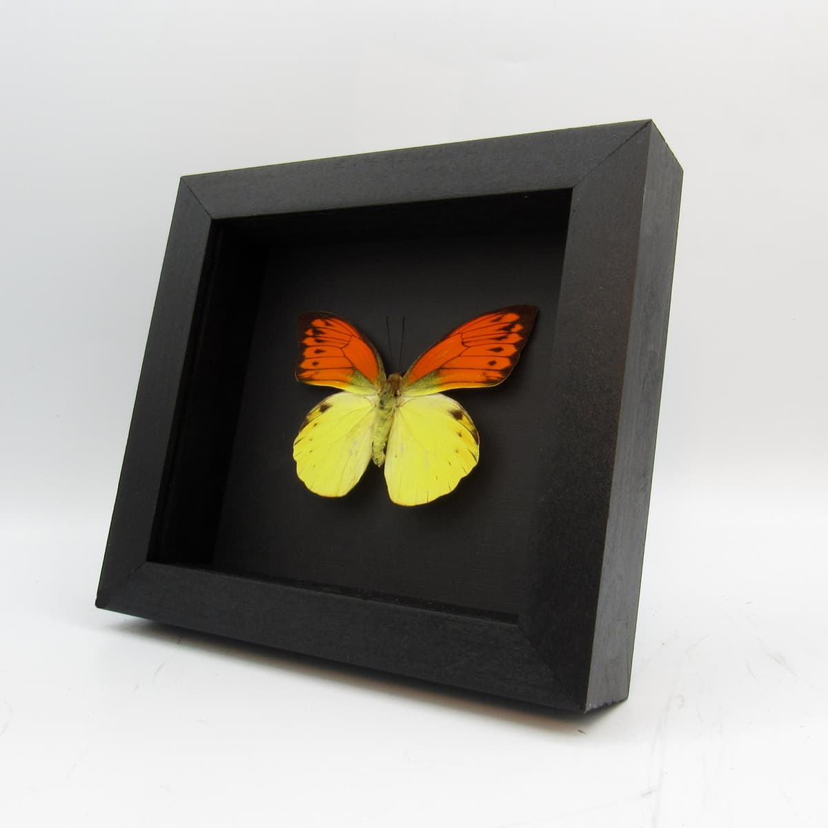 Real Orange Tip butterfly framed taxidermy - Hebomoia leucippe