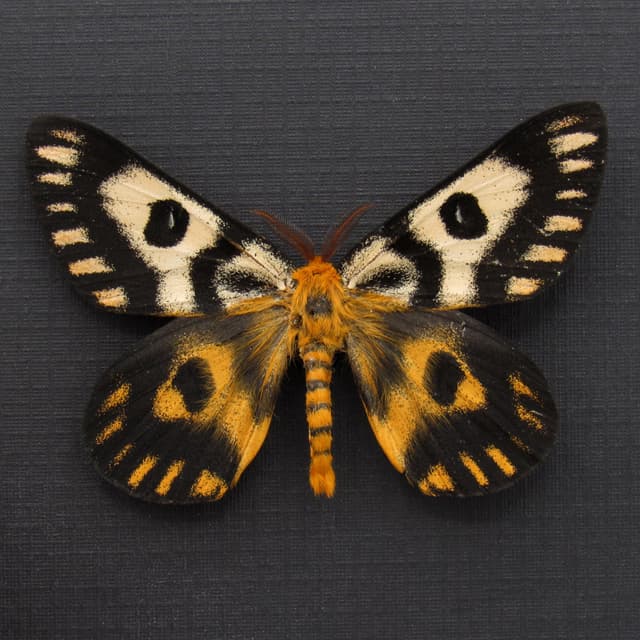 Real rare Western Sheep moth framed taxidermy - Hemileuca eglanterina -  dark form