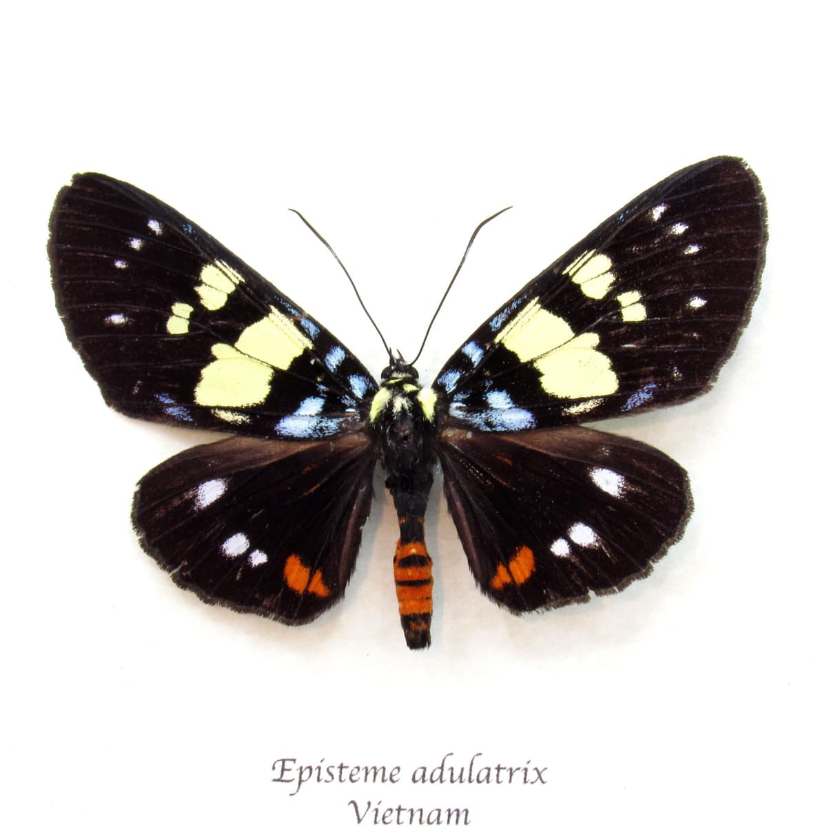 Real Noctuid moth framed taxidermy - Episteme adulatrix