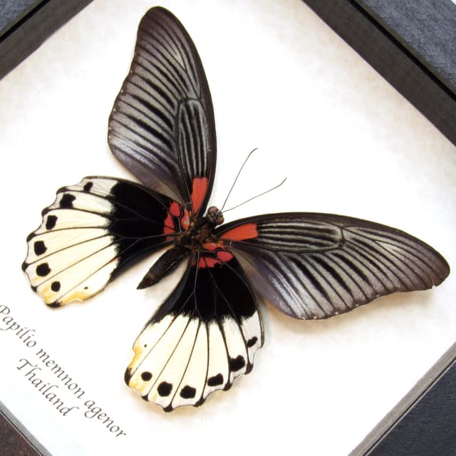 Real Great Mormon butterfly framed taxidermy - Papilio memnon agenor - female