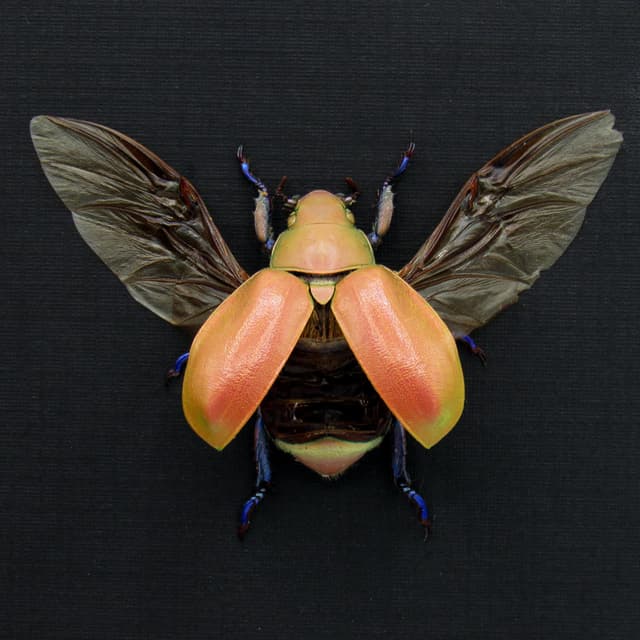 Very rare real Jewel Scarab beetle framed taxidermy - Chrysina erubescens - large female - pink form!