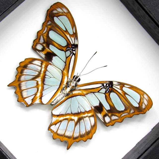 Real Green Malachite butterfly framed taxidermy - Victorina stelenes